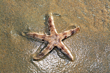 Spiny starfish (Marthasterias glacialis), starfish with a small central disc and five slender,...