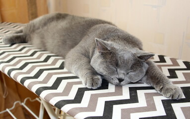 Pedigree gray cat sleeps on an ironing board. Scottish Straight relaxing.