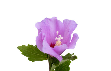 hibiscus lilac flower isolated