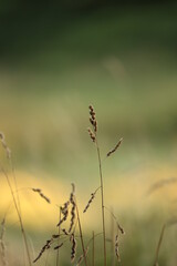 autumn photo of French nature.