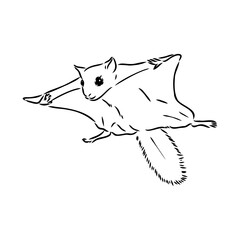 illustration vector hand draw doodles of flying squirrel or Pteromyini or Petauristini isolated on white background