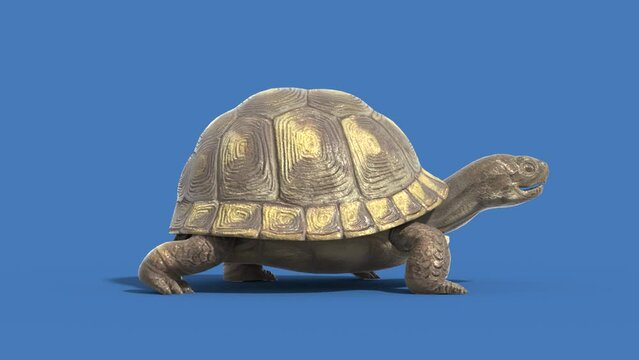 Turtle Blue Screen Walkcycle Side Animals Loop 3D Rendering Animation