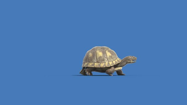 Turtle Blue Screen Walks Side Animals 3D Rendering Animation