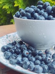 blueberries in a blue bowl close-up in the garden