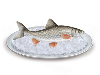 chevesne , poisson, plateau, glace pilé, fraîcheur, frais, pêche, aliment, mer, animal, ailette, sain, queue, fond blanc, attraper, repas, cuisiner, plat, viande