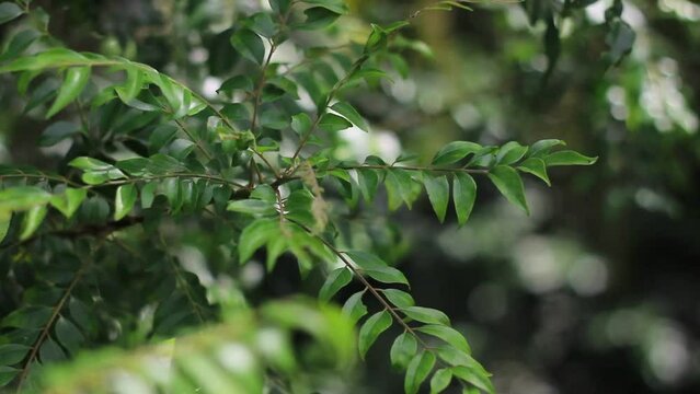 Curry Leaves Tree | Murraya koenigii or Bergera koenigii, is a tropical to sub-tropical tree in the family Rutaceae, and is native to Asia. The plant is also sometimes called sweet neem.