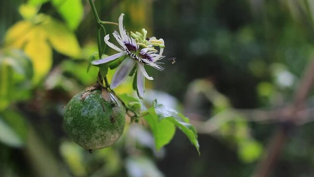 Passion fruit with flower with flying insects | Passiflora edulis