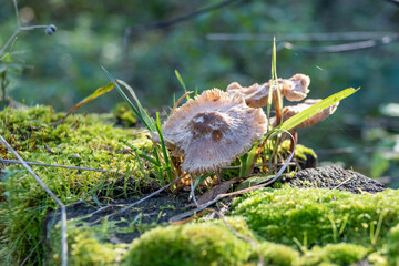 Mature fully opened fruiting bodies of Mycena species fungi growing from an old rotten wooden bench among mosses and grass