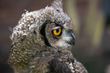 Portrait of the African owl from profile with orange eyes and feather