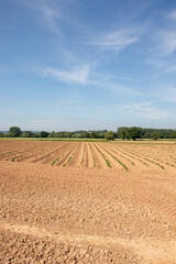 Ploughed fields in the summertime.