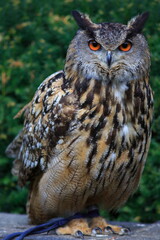 male Eurasian eagle-owl (Bubo bubo) full bird portrait