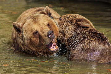 female brown bear (Ursus arctos) two playing in the water