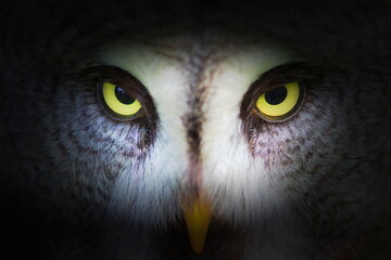 male great grey owl (Strix nebulosa) close look into the eyes