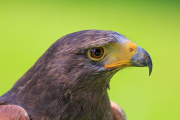 Harris's hawk (Parabuteo unicinctus) portrait from the side