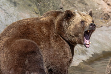 female brown bear (Ursus arctos) roaring over the water