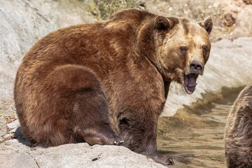 female brown bear (Ursus arctos) roars over the water