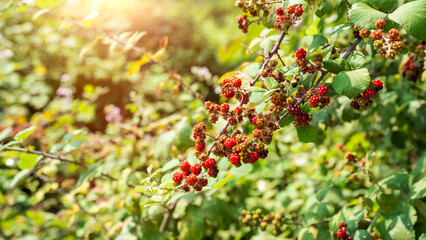 Obraz premium blackberries on a green branch in the forrest, close up