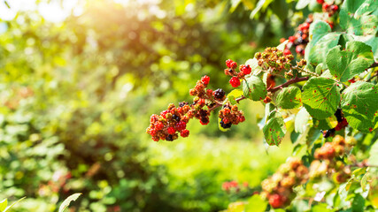 blackberries on a green branch in the forrest, close up
