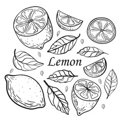 Fruit Lemon whole, half and slice with leaves. Hand drawn illustration in doodle style. Sketch black lines on a white background.