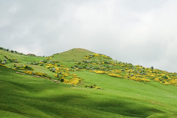 Persembe plateau in Aybasti Ordu - Turkey (Türkiye). Perşembe Plateau (Turkish: Perşembe Yaylası) is a high meadow near the town of Aybasti, one of the biggest tourist attractions in the area.
