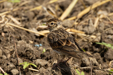 Obraz premium 残暑にうんざりするヒバリ