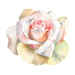 Watercolor roses. Bud of a white open rose on a white background