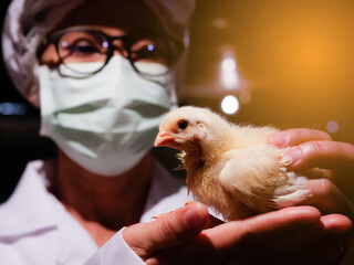 The close up of chicken in the hand of woman