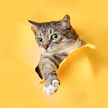 The cat looks out of a hole in the studio yellow background. Pet peeps through torn paper background, copy space