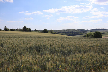Sunny Wheat Fields 