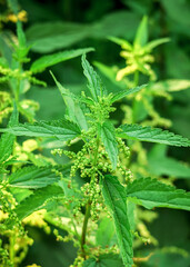 bush of young green nettle grows in the garden