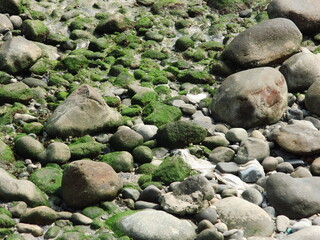 moss on the rock