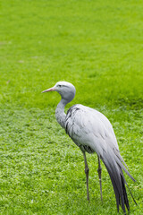 African blue crane close-up on a green grass background