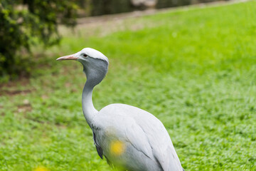 African blue crane close-up on a green grass background