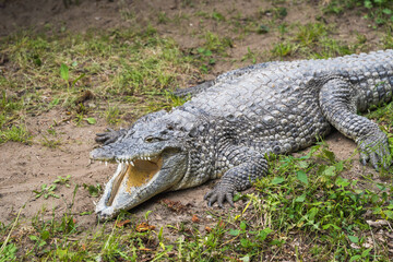 Shot of a freshwater crocodile with open mouth resting on green grass. Huge Alligator.