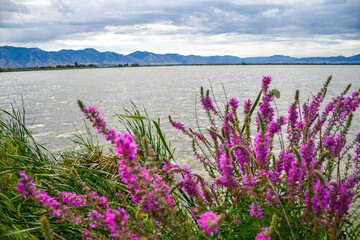 Obraz premium Purples flowers overlooking the Cutler reservoir, Cache Valley, Utah