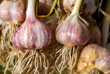 Fresh grown garlic. Agricultural products close-up photo