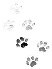 Pet paw prints on paper. Monochrome texture with dog or cat paw prints. Background in shades of grey. Dog or cats footprints on paper. © Katarzyna