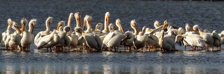 Pelicans on the water