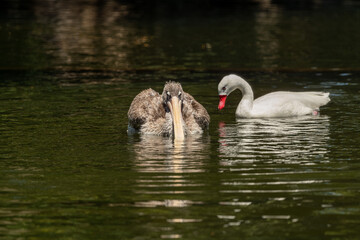swan on the lake
