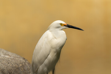 White Heron
