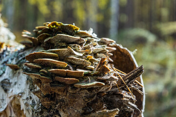 Tree mushrooms growing on a fallen tree trunk. parasitic fungus on the tree