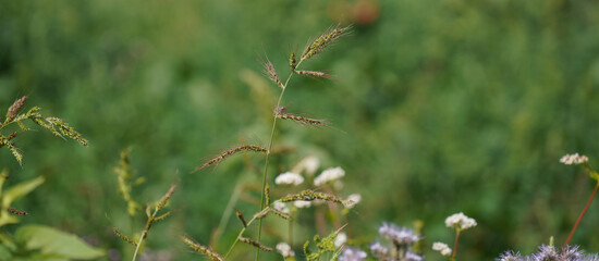 meadow with many insects 