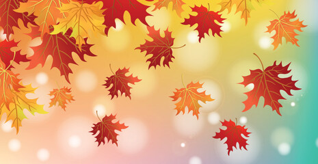 Naklejka na ściany i meble Autumn red and yellow maple leaves, web template transparent background - Vector
