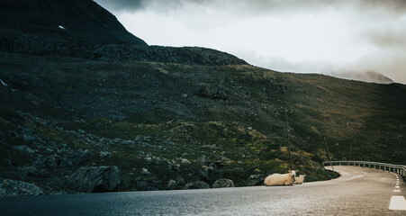 Street leading to nowhere in Norway, summer time. A few hours north from Bergen. Semi wet condition.