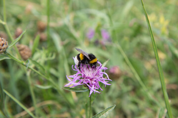 A bumblebee pollinates a flower.