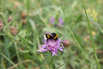 Fluffy bumblebee side view on a flower.