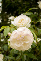 white rose in garden