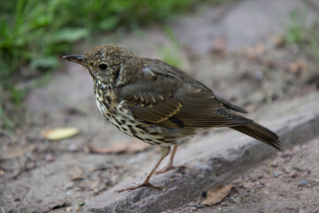 A blackbird on the ground.