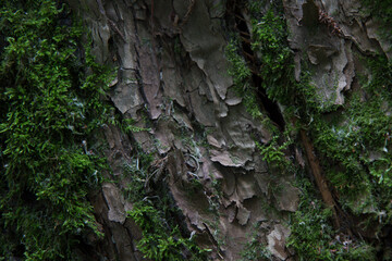 Moss on the bark of a tree.