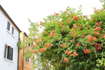 Fototapeta na wymiar blooming American milinus, a large bush with red flowers, typical Italian houses in the background and a blooming bush